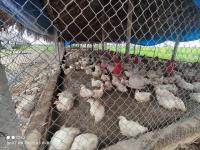 poultry-management2 project thumbnail