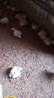 Poultry management project thumbnail