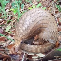 Wildlife Images project thumbnail