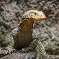 Monitor Lizard project thumbnail