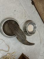 Illegal Wildlife Trade project thumbnail