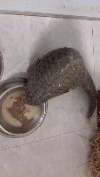 pangolin_scales project thumbnail
