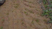 Canola project thumbnail
