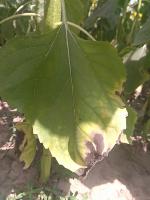 downymildew project thumbnail