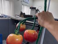 fake tomato project thumbnail
