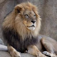 lion4 project thumbnail