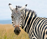 animals project thumbnail