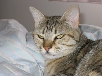facecat project thumbnail
