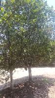 jackfruit row2 07-05-2026 project thumbnail