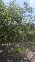 kalajamun row 6 project thumbnail