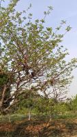 custard apple r2 18-04-2026 project thumbnail