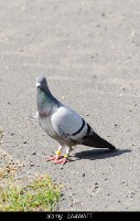 pigeon project thumbnail
