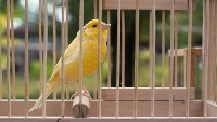 Songbirds project thumbnail