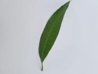 leaf_decease project thumbnail