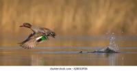 UPV_birds_species project thumbnail