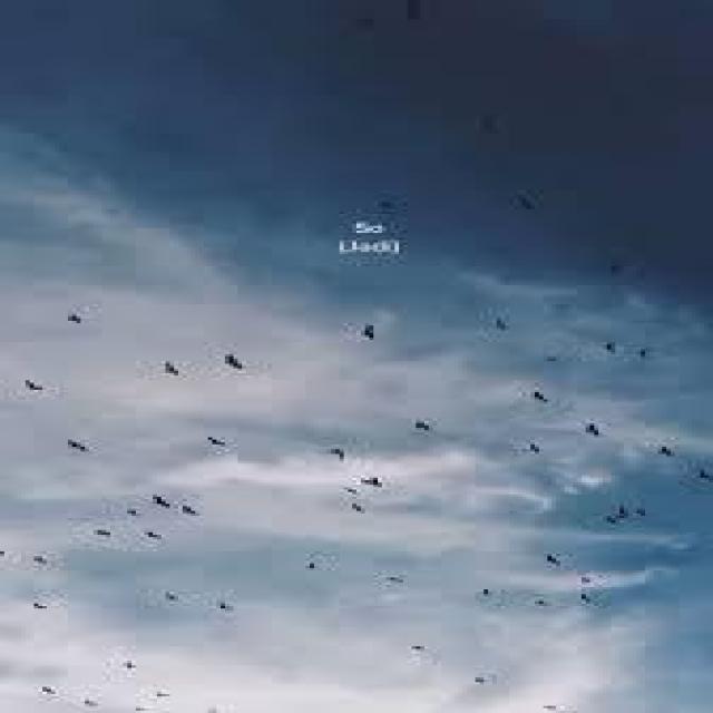 upv_birds_v2 Object Detection Model by AlexWorkspace