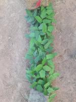 Cowpea CV 1 project thumbnail