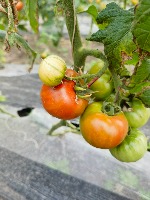 tomato project thumbnail