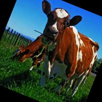 Dataset Image
