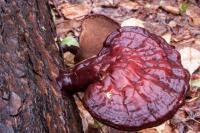 Non-edible Mushroom 2 project thumbnail