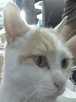 cat_cla project thumbnail