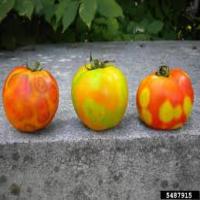 Fruit Detection project thumbnail
