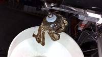 crab-shell-length-pose project thumbnail