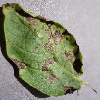 Plant diseases 2 project thumbnail
