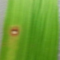 Plant diseases project thumbnail