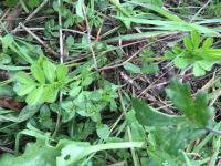 Fig_turleri_young_growing project thumbnail