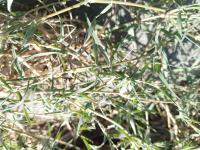 Kopek_disi_ayrigi_young_growing project thumbnail