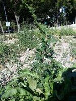Labada_young_growing project thumbnail