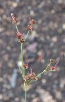 Hasirotu_turu_young_growing project thumbnail