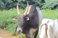 object detection (object-detection-diqze) - Roboflow Universe