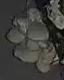 oyster mushroom project thumbnail