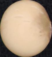seed-coat-classify project thumbnail