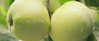 apple fruit project thumbnail