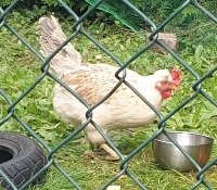 Chicken Object Detection Test project thumbnail