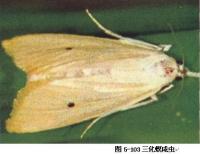pest_detection project thumbnail