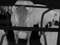 CowFaceInfrared project thumbnail
