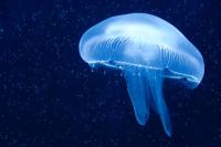 Ocean fish project thumbnail