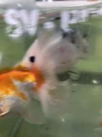 ikan koki project thumbnail