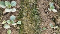 Weed & Cabbage Detection project thumbnail