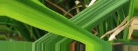 Rice Leaf Disease project thumbnail