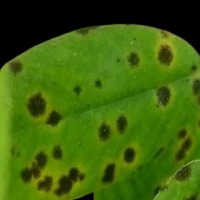 Leaf Disease project thumbnail