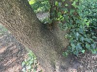 Tree Trunk More Data project thumbnail