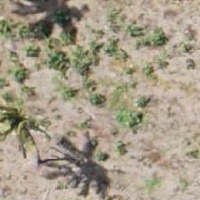 Tree counting Object Detection Model by Ayush Raj