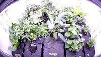 coustaeu_myrtal project thumbnail