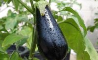 Eggplant Species project thumbnail