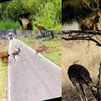 Dataset Image